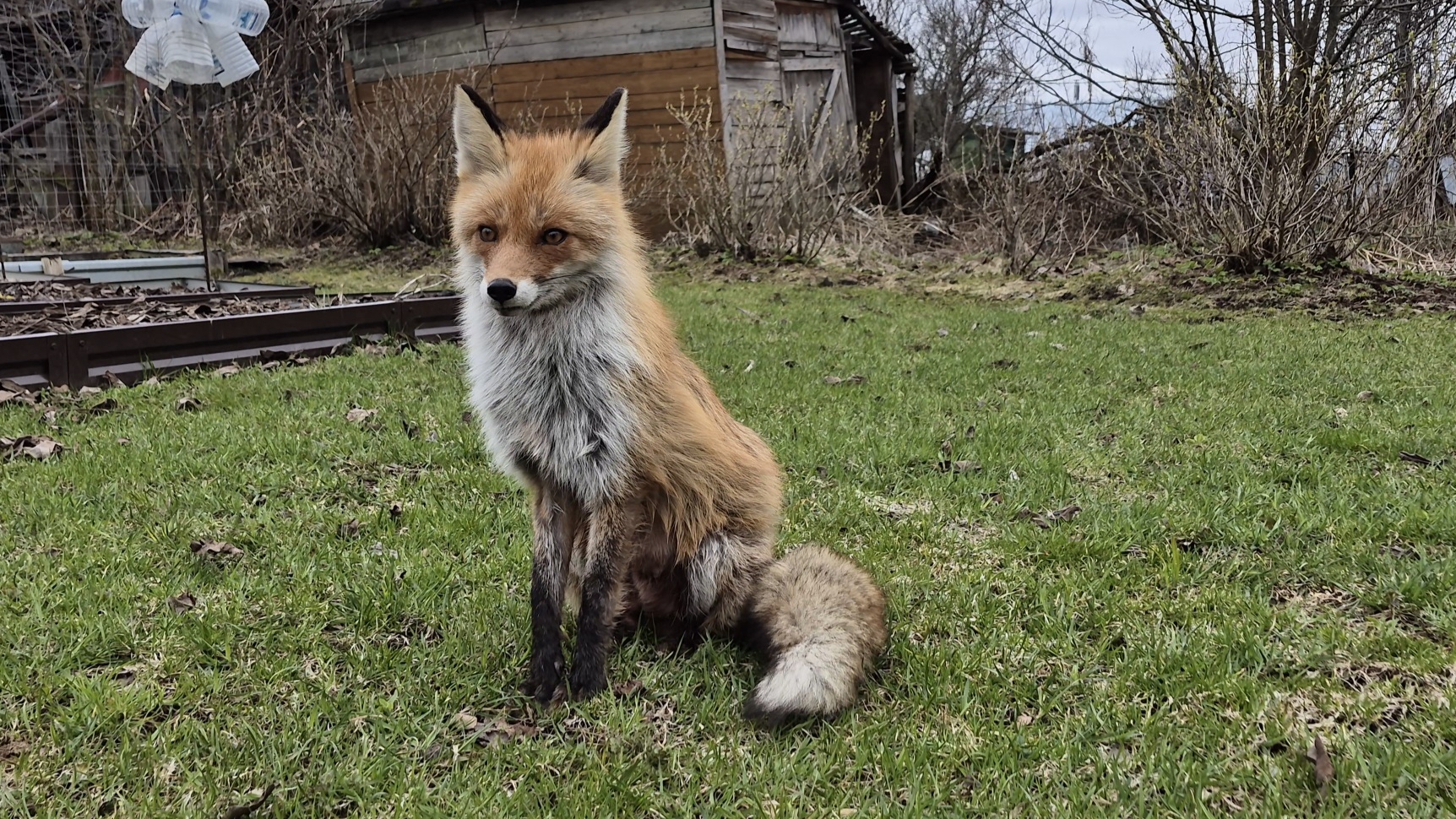 (1260) Лима приходит в гости. Апрель 2026