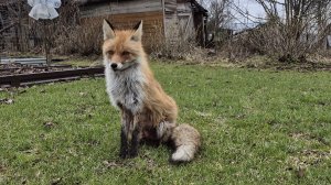 (1260) Лима приходит в гости. Апрель 2026