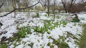 Снегопад в Подмосковье - Дача! 27 апреля 2026г