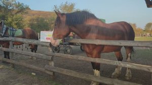 Загон с лошадками – мое любимое место в сафари-парке «Кудыкина гора»