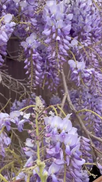 Глициния💜