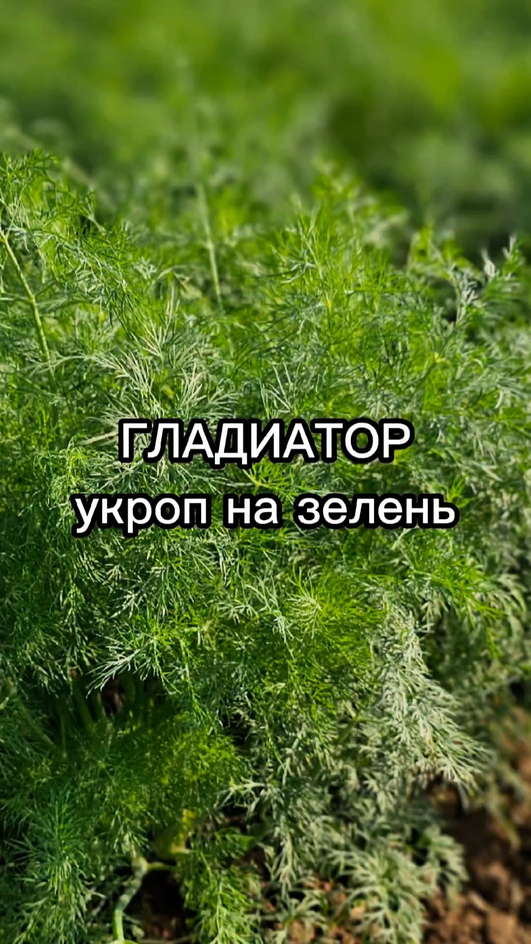 Лучший укроп на зелень!