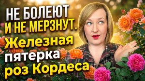 Топ-5 роз КОРДЕС: Самые неприхотливые сорта, которые НЕ БОЛЕЮТ.