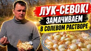 Лук-севок. Весенняя посадка с замачиванием в солевом растворе!