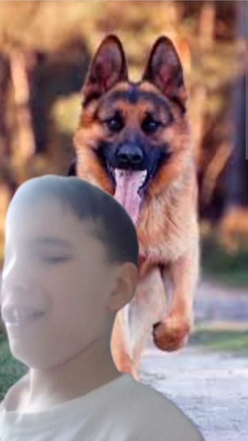 проду про собаку