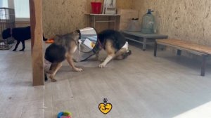 Зухрай и Амелия снова вместе!