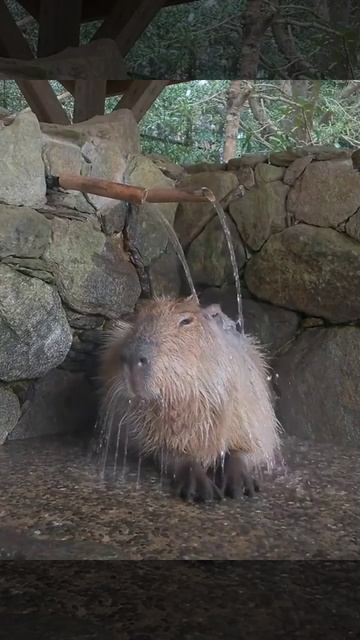 Капибара нежится под тёплым душем