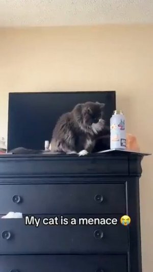 Коты-вредители