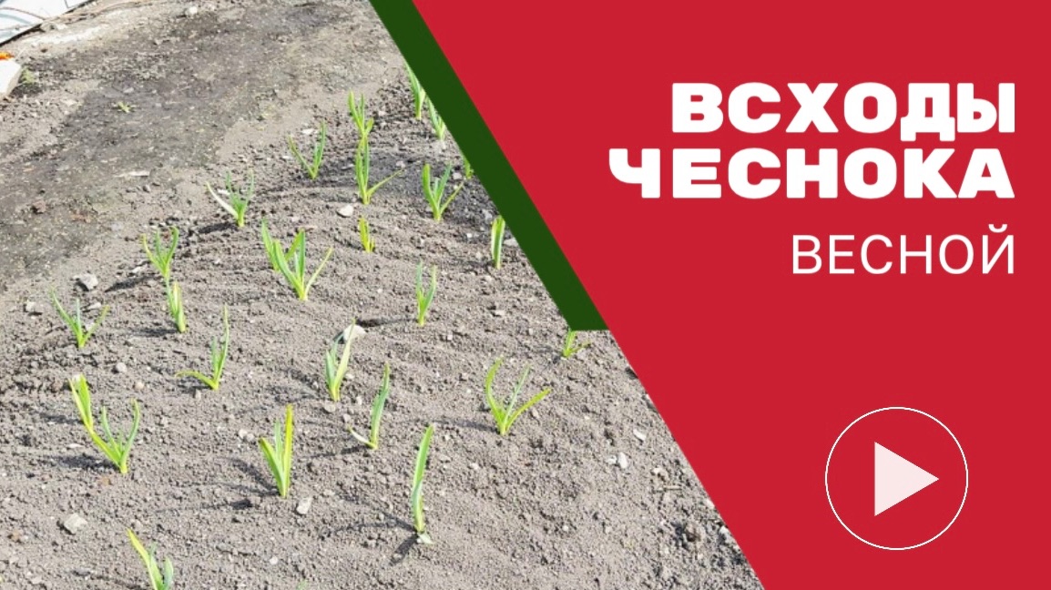 Всходы чеснока весна 2026