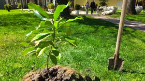 Очередной вклад в южное озеленение Геленджика. Провели волонтерскую посадку
