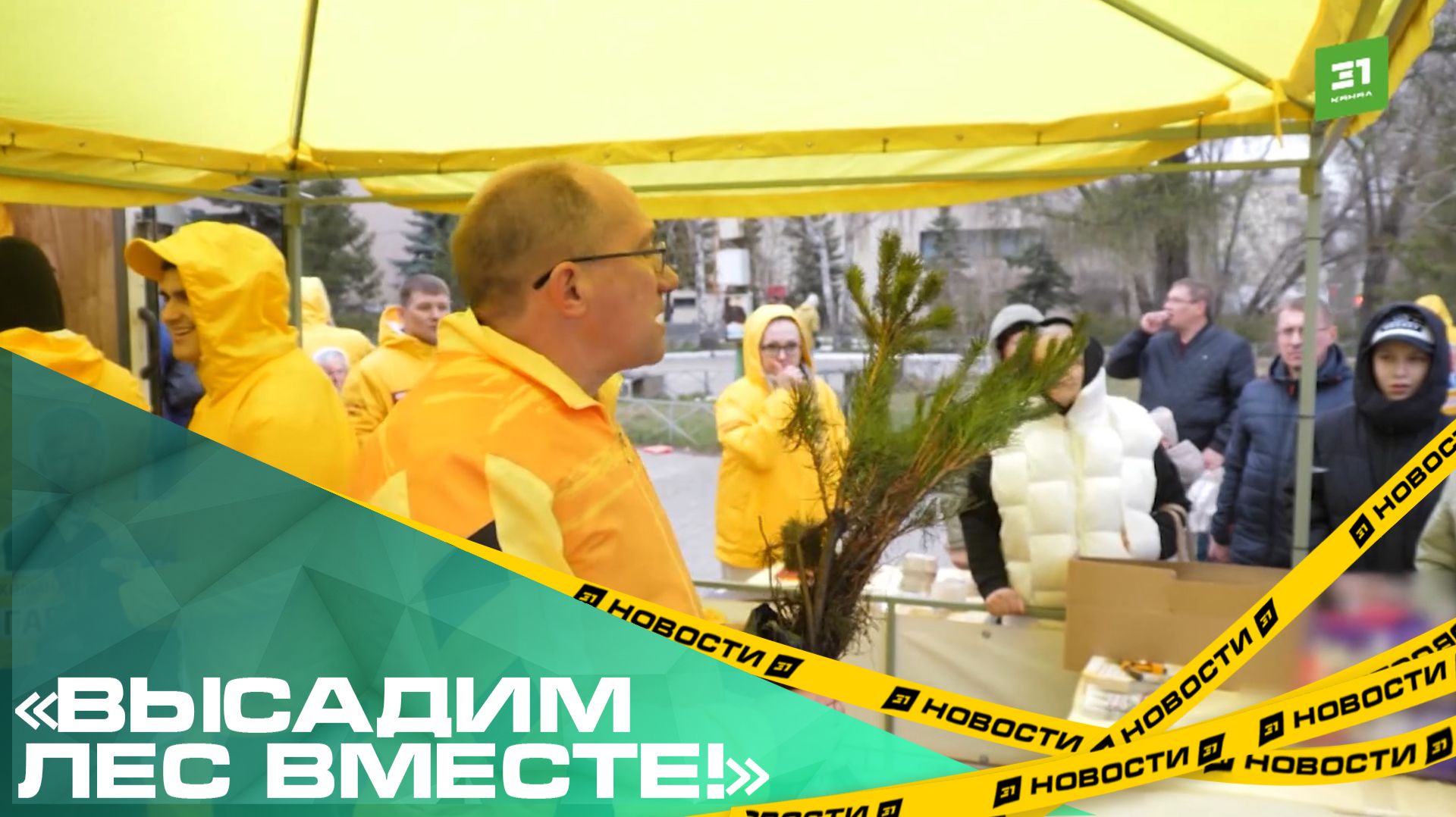 «Высадим лес вместе!» Южноуральцам бесплатно раздадут миллион саженцев сосны