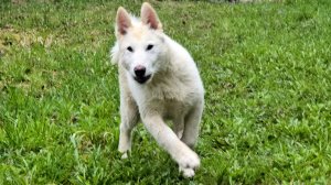 С Забаром в берёзках