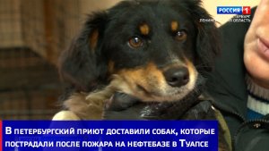 В петербургский приют доставили собак, пострадавших после пожара на нефтебазе в Туапсе