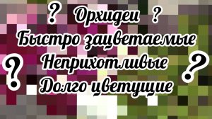 Быстро зацветаемые, неприхотливые, долго цветущие орхидеи!