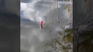 Ну подсекай ты уже! Хватит дразнить!)