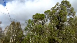 Утро 27.04.2026 Штормовые порывы ветра во Владимирской области в городе Вязники