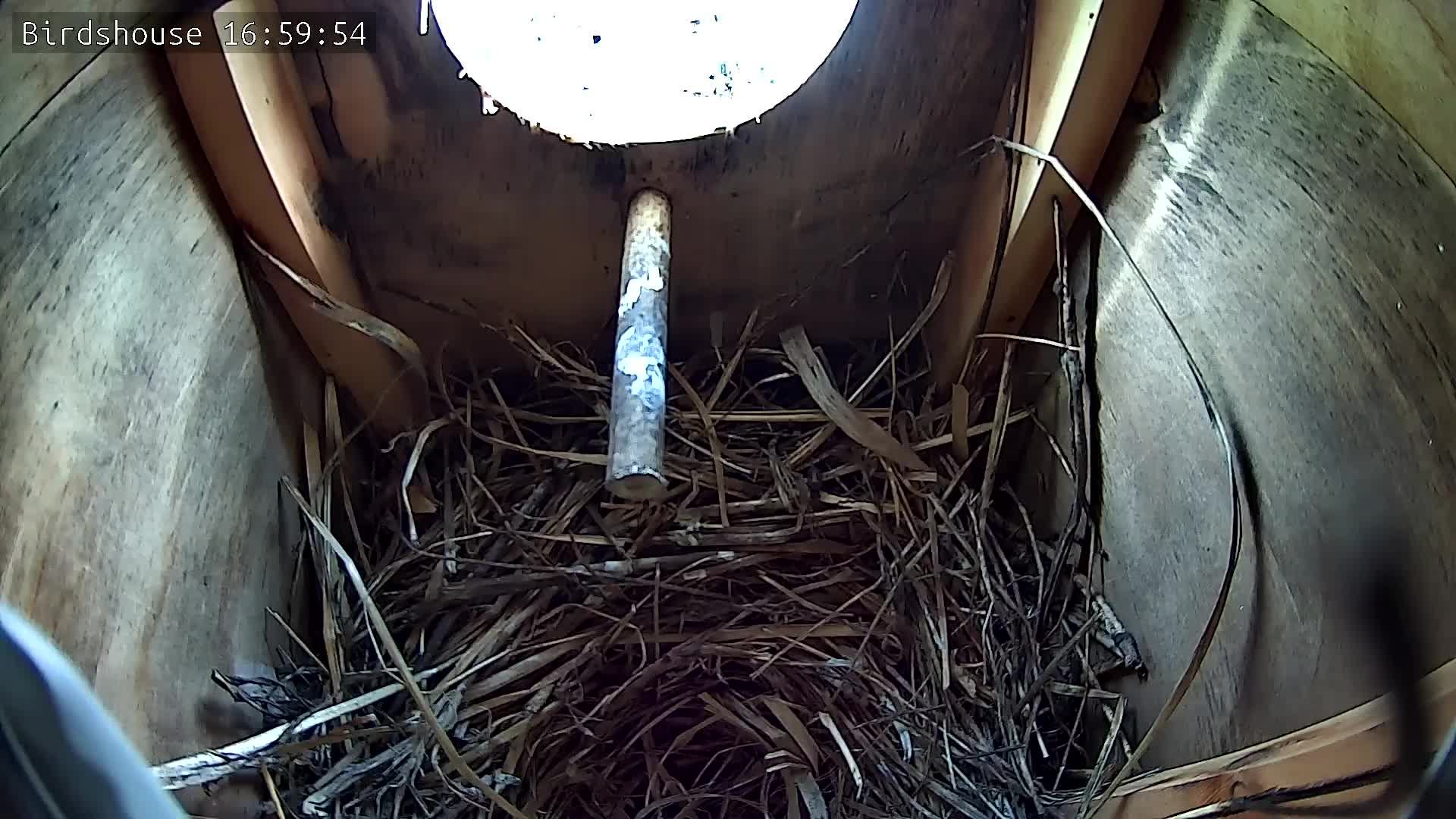 Скворечник - трансляция онлайн