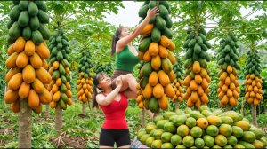 Собираем много папайи и фиолетовой кукурузы, идем на деревенский рынок и продаем.