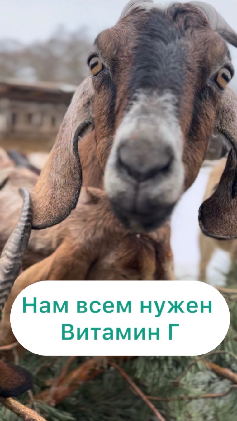 Нам нужен витамин Г