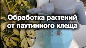 Обработка растений от паутинного клеща 🕸️🕷️