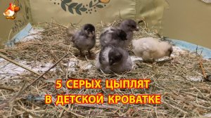 5 серых цыплят захватили детскую кроватку 🐥 (3)