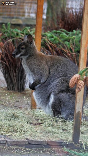 Кенгуру дышит свежим воздухом в весенний день. Ленинградский зоопарк