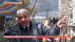 Проверка саженцев на ярмарке