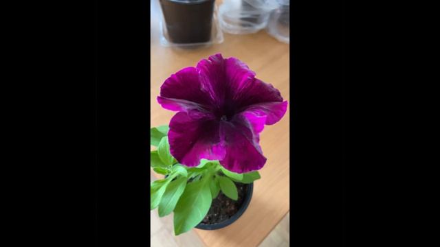 Петуния космик перпл зацвела!!!