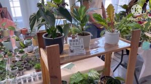 Выставка фиалок и других растений в г Новокузнецке 25-26 апреля