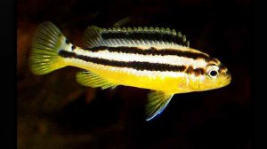 Золотая молния с характером: рыбка, которая строит дворцы и охраняет их как лев