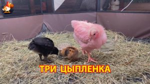 Три цыплёнка разных пород устроили пир на соломе 🐥 (2)