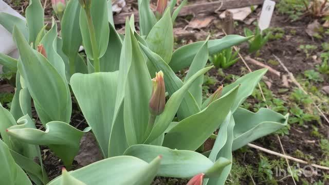 Срочно укрываю розы | дачный обзор