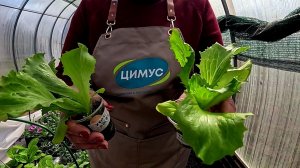 ВАЖНЫЕ УСЛОВИЯ ПРИ ВЫРАЩИВАНИИ САМОГО ХРУСТЯЩЕГО САЛАТА АЙСБЕРГ!!