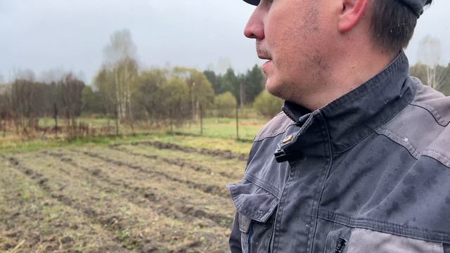 Собираем и сушим смородиновый лист для чая.