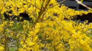 КАК КРАСИВО ЦВЕТУТ ДЕРЕВЬЯ