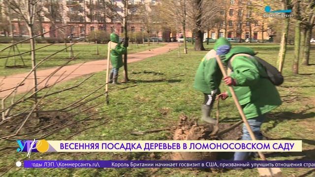 Весенняя посадка деревьев в Ломоносовском саду