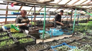 Из теплиц – в клумбы