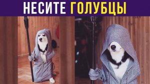 НЕСИТЕ ГОЛУБЦЫ!) Приколы с собаками