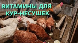 Куры занеслись каждый день благодаря витаминам Но до идеала еще далеко
