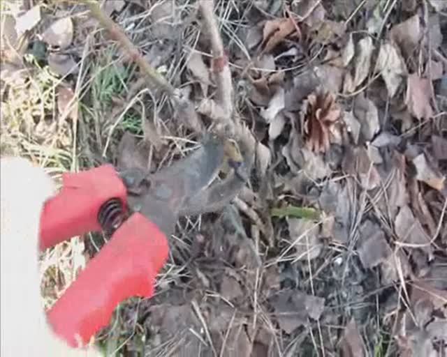 Весенняя обрезка Роз в Сибири.