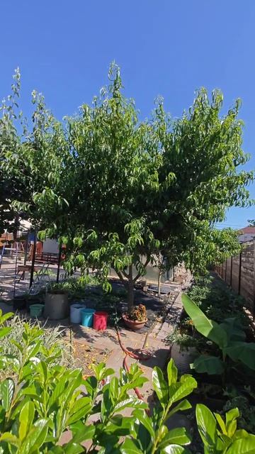 персик и нектарин жевательно летняя обрезка