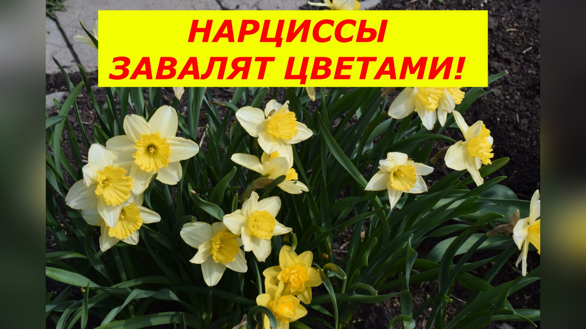 НЕ ОПОЗДАЙТЕ! Первая подкормка нарциссов: когда и чем кормить.