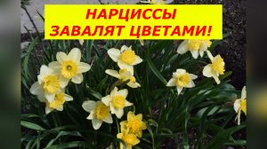 НЕ ОПОЗДАЙТЕ! Первая подкормка нарциссов: когда и чем кормить.