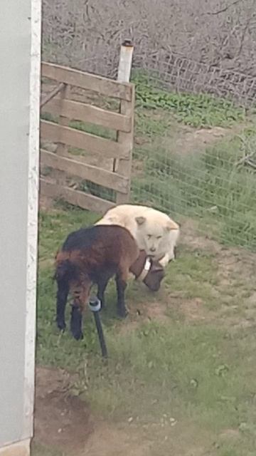 собачка и коза подружились