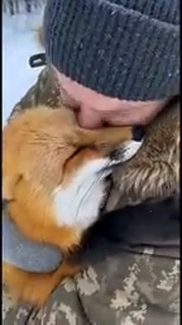 Некогда спасенный лис радуется своему благодетелю 🤗