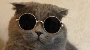 Эдит про смеющегося кота 🤣😺