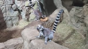 Как живется кошачьим лемурам в Воронежском Океанариуме. Думается мне, что они вполне довольны