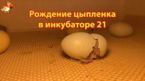Рождение цыпленка за 7 минут в инкубаторе 21