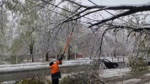 Службы в Люберцах работают с глубокой ночи.

Сотрудники убирают деревья