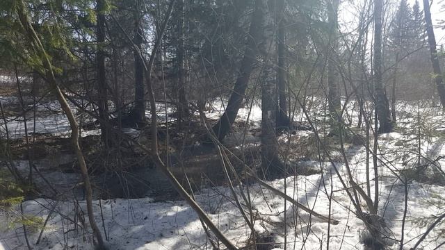 Весенний лес | Пение птиц и шум воды